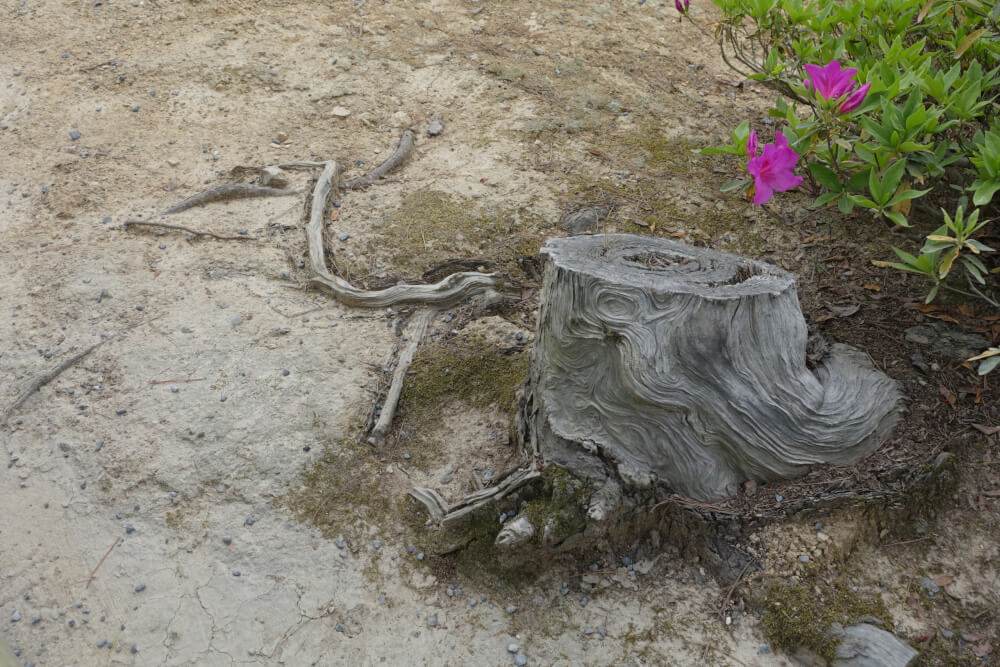 A dead tree stump next to fresh flowers. The effect is intentional.